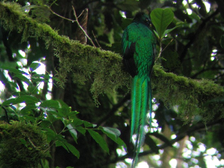 This shot was taken courtesy of our guide, "koky", who held my camera up to his telescope as a makeshift zoom lens!