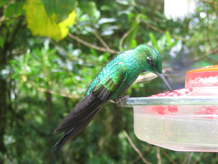 The feathers on these birds glitter in the sun like fish scales.