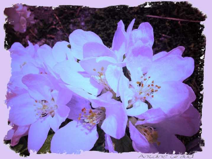 Doctored in Paintshop. I added a purple hue, the flowers were white originally.