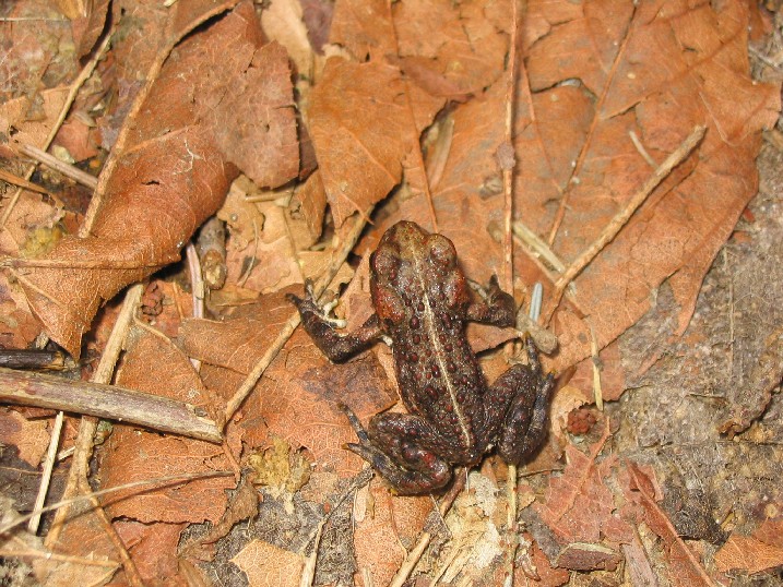 I think the frog was dazed from my flash from the first few attempts and sat still for this "piece a la resistance"
